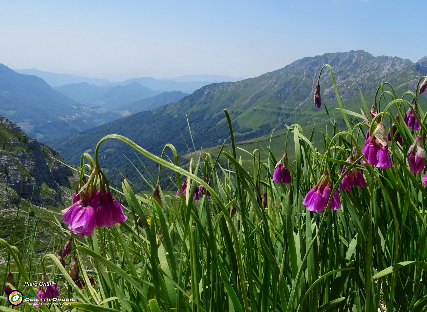 50 Allium insubricum (Aglio d'Insubria) con vista in Menna.JPG